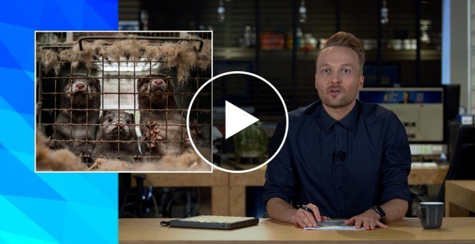 Video Arjen Lubach: "Nieuwe coronavirus mutatie door nertsen!"