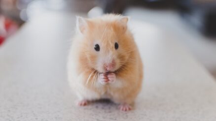 Nederlandse hamsters geruimd in Hong Kong