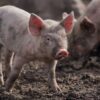 Studie onder varkens leidt tot nieuwe behandelmethodes corona