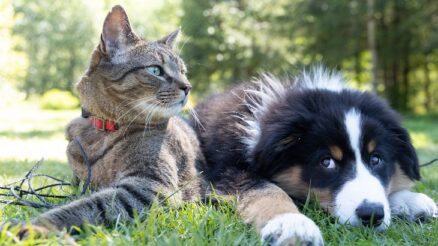 Honden en katten geen rol gespeeld tijdens coronapandemie